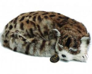 Tabby Pussy (click for enlarged image)