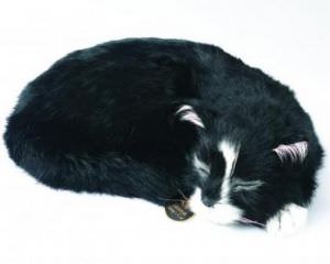 Black Pussy 'able Seaman Simon (click for enlarged image)