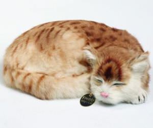 Ginger Pussy 'freddy' (click for enlarged image)